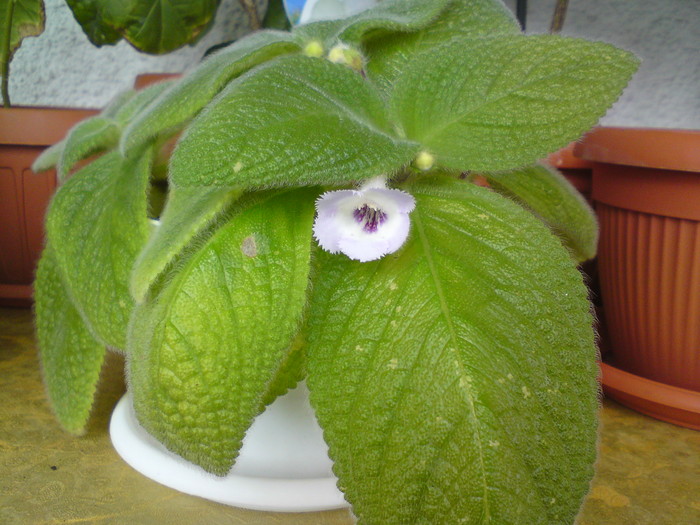 Sphalera (1) - Episcia
