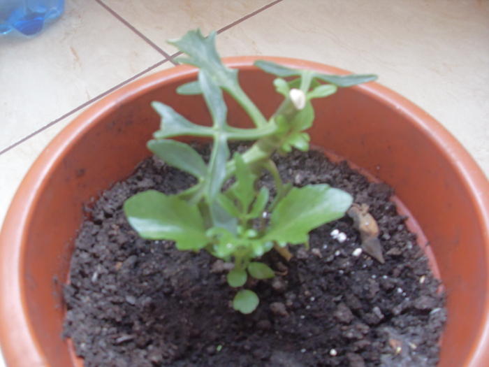 kalanchoe - FLORILE  mele 2010