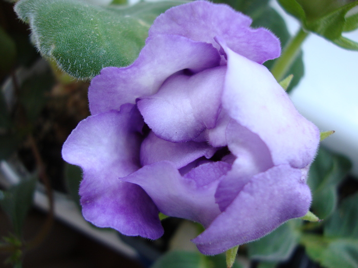 gloxinia degrade - 2010 gloxinii