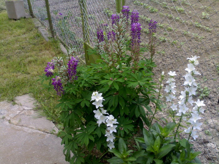 Campanula persicifolia alba; Doua tufe la 10 Ron, se pot si combina:)
