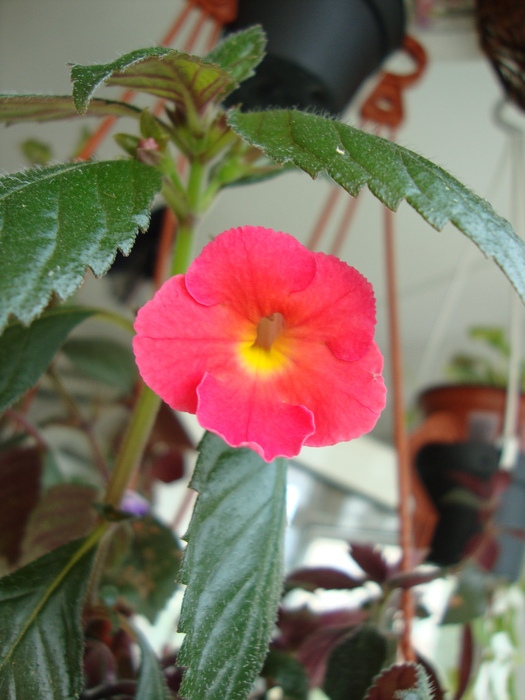 DSC01207 - 2010 abutilon