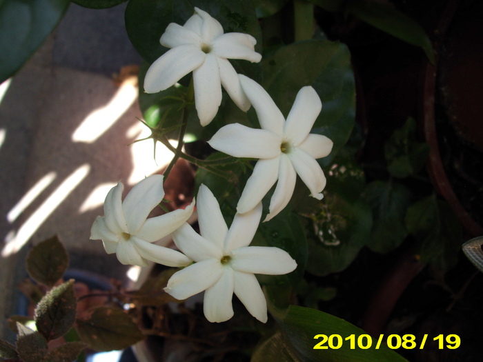 jasmin sambac - flori
