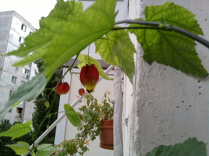 SP_A1667 - abutilon