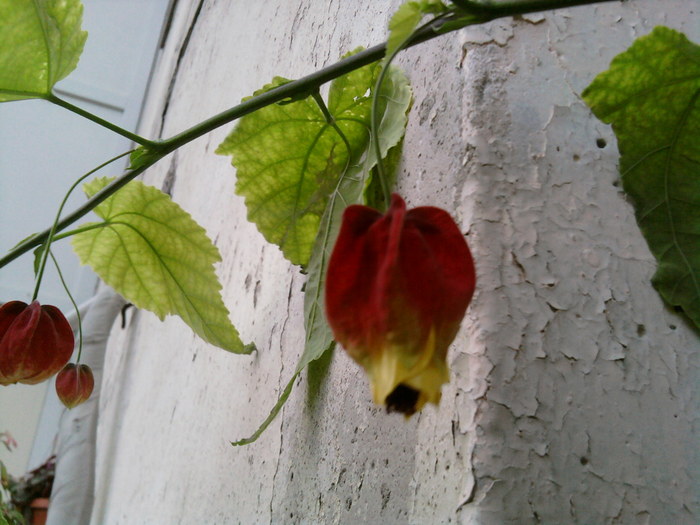 SP_A1668 - abutilon