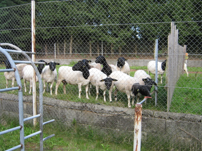 oi dorper-Ritzberger; ferma de oi dorper linga Herzogzdorf circa 40 de oi de rasa cu acte

