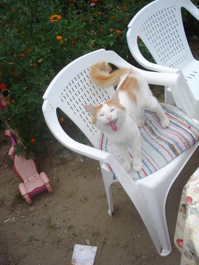 TRANSFORMATA IN CAINE DE PAZA:))