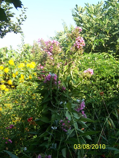 100_8272 - August 2010 Albumul 1