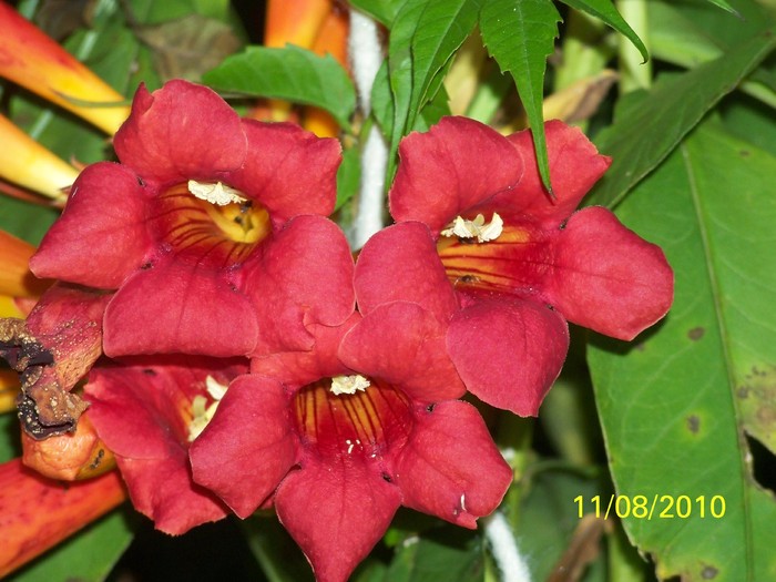 100_8721 - August 2010 Albumul 2