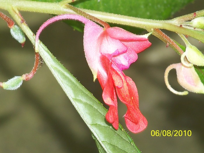 100_8405 - August 2010 Albumul 1