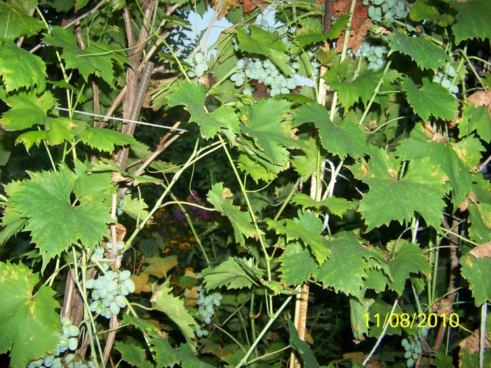 100_8738 - August 2010 Albumul 2