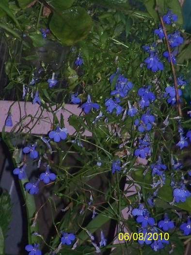 100_8531 - August 2010 Albumul 1