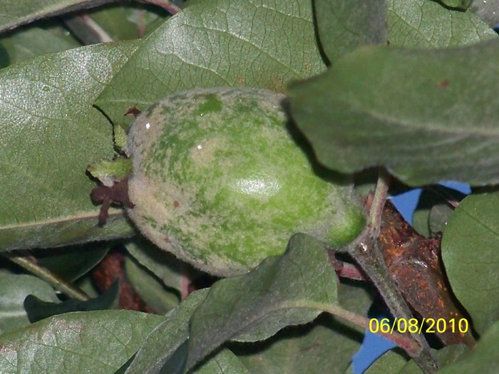 100_8544 - August 2010 Albumul 1