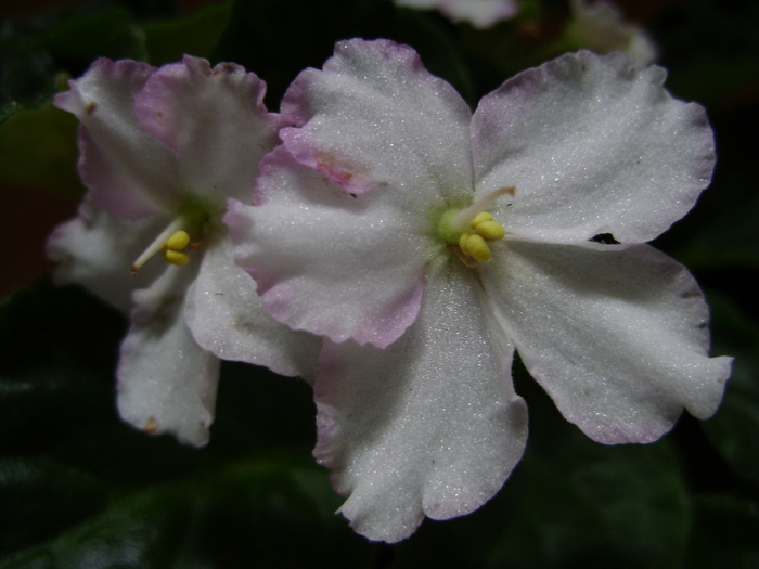 DSC02560 - Violete fara nume