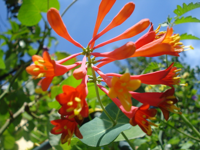 30082010, Lonicera Brownii "Dropmore Scarlett" - Gradinuta mea 2009-2010