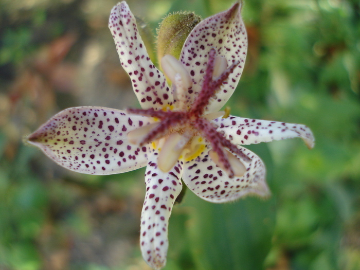 Tricyrtis - Gradinuta mea 2009-2010