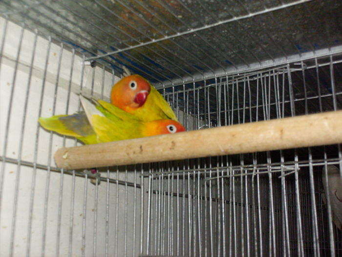 fisher izabel - Agapornis-Fisher  NU MAI CRESC ACEASTA SPECIE