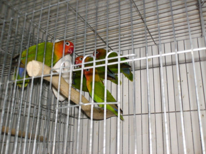 HPIM3169 - Agapornis-Fisher  NU MAI CRESC ACEASTA SPECIE