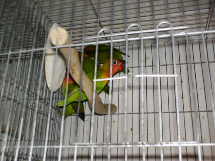 HPIM3170 - Agapornis-Fisher  NU MAI CRESC ACEASTA SPECIE