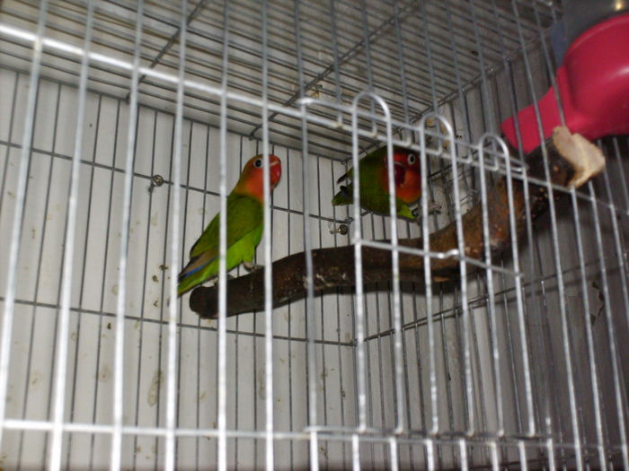 HPIM3171 - Agapornis-Fisher  NU MAI CRESC ACEASTA SPECIE