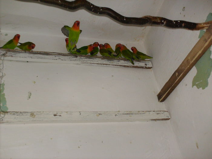 pui selectionati ptr. 2011 - Agapornis-Fisher  NU MAI CRESC ACEASTA SPECIE