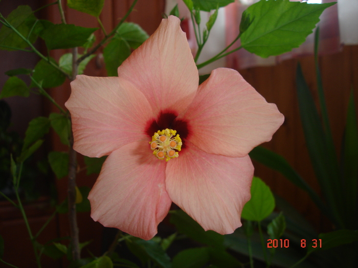 DSC09120 - hibiscus 2010