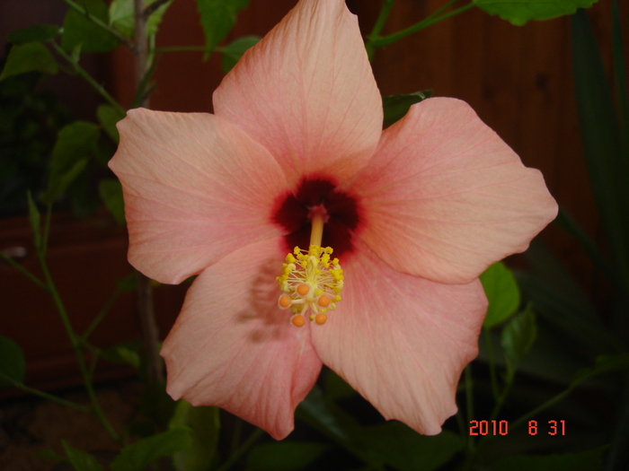 DSC09121 - hibiscus 2010