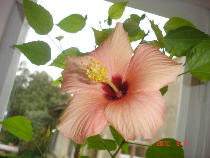 DSC09114 - hibiscus 2010