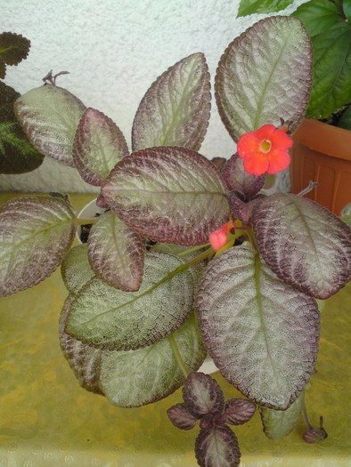 Moon Light - Episcia