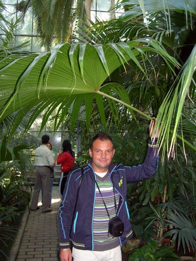 gradina botanica cluj; plantele tropicale
