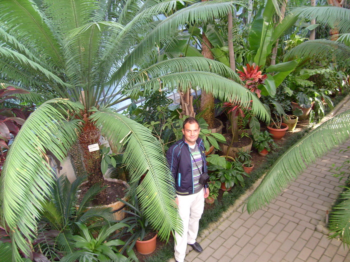 gradina botanica cluj; zona plantelor tropicale
