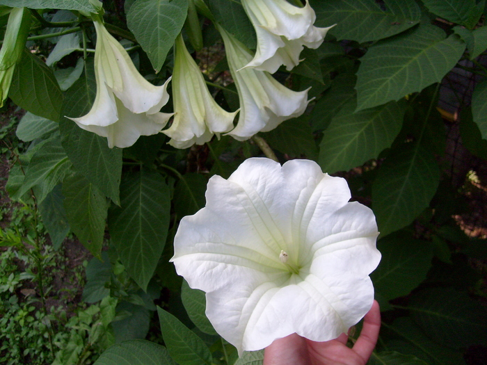 datura; datura sau trompetele ingerilor
