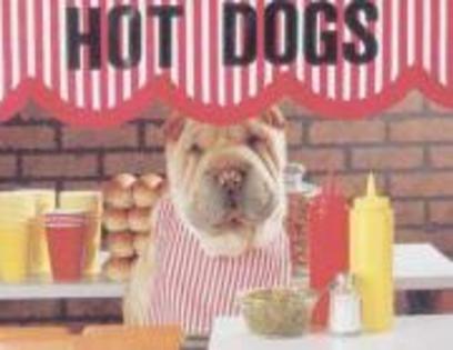 Hot-dog proaspat - animale haioase