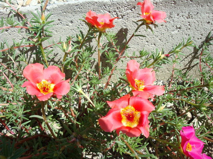 Portulaca grandiflora Hook.1829. - Genul Portulaca