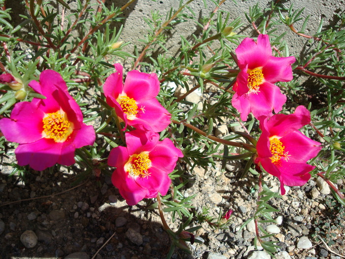 Portulaca grandiflora Hook.1829.