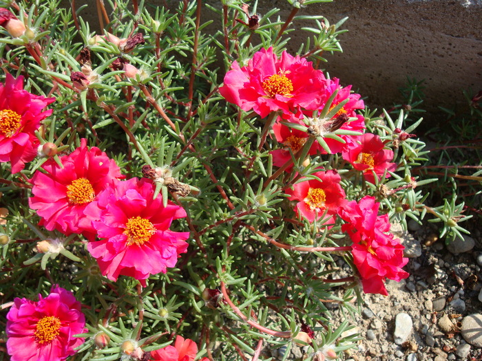 Portulaca grandiflora Hook.1829.