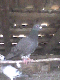 mascul 2008