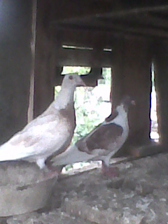 porumbita 2010