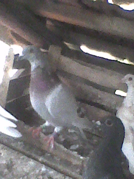 porumbita 2010