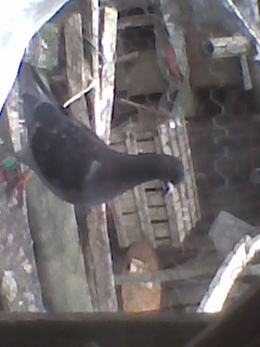 porumbita 2010