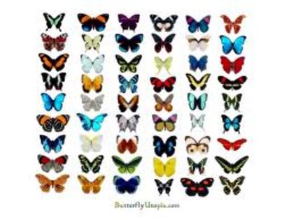 Butterfly - Butterflyes