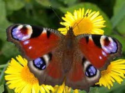 Butterfly - Butterflyes