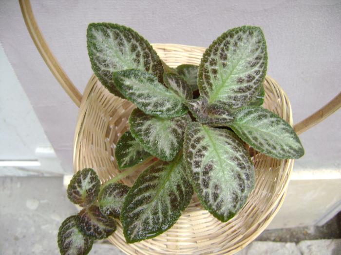 DSC05057 - EPISCIA