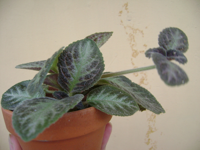 DSC04906 - EPISCIA