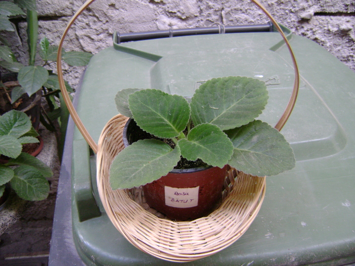 DSC05013 - EPISCIA