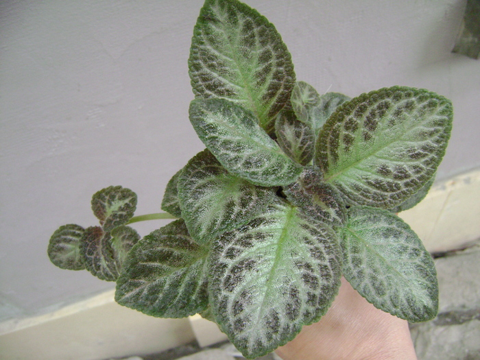 DSC05046 - EPISCIA