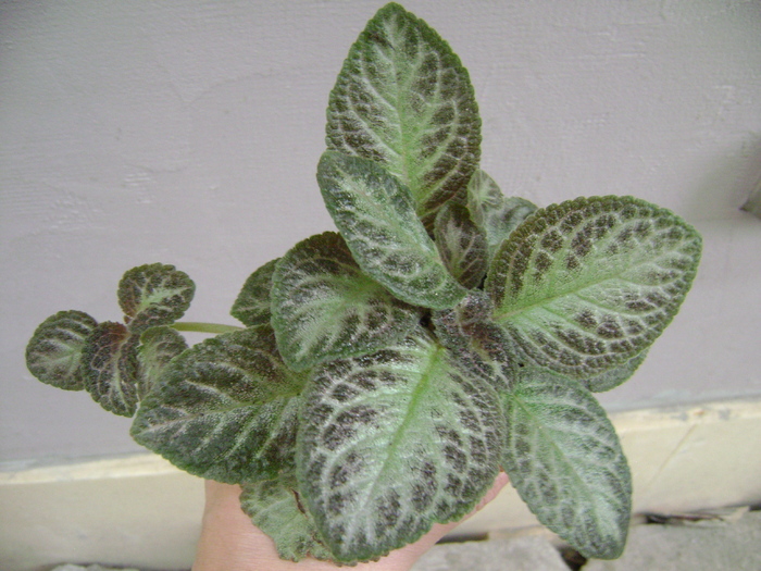 DSC05047 - EPISCIA