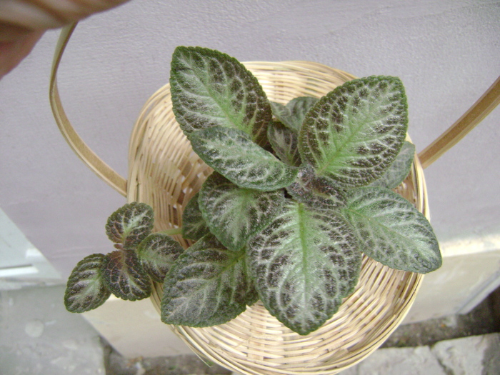 DSC05053 - EPISCIA