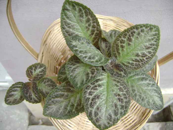 DSC05054 - EPISCIA