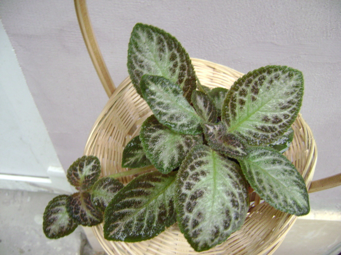 DSC05055 - EPISCIA