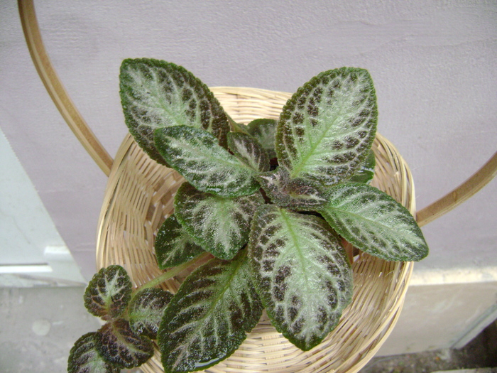 DSC05056 - EPISCIA